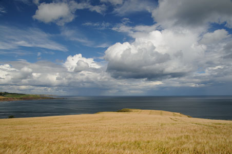 Scottish Coastal Wheatfield